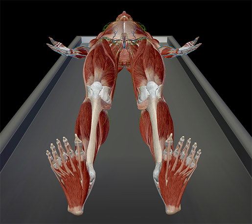 Anatomy and Physiology: Anatomical Position and Directional Terms